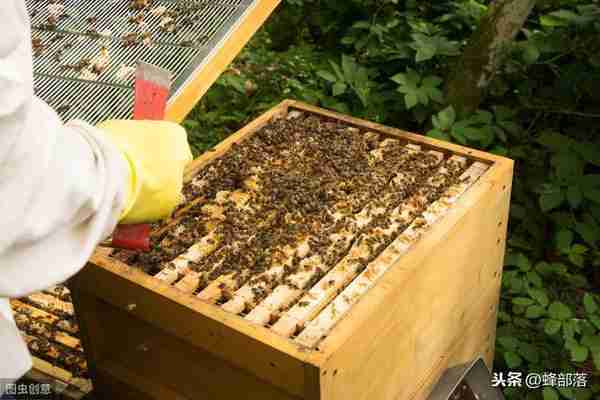 为什么现在很少看到浓稠结晶的蜂蜜？难道现在的养蜂人都在造假？