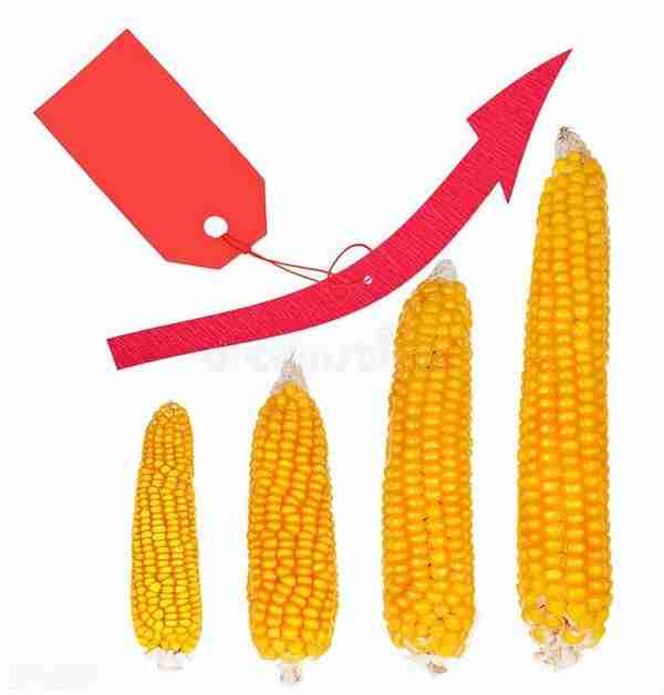 粮价预警：玉米开始涨价！粮库暂停收购小麦，稻谷流拍，啥情况？