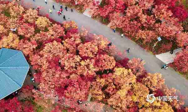 不能错过的视觉盛宴 重庆南湖多彩植物园枫叶红了