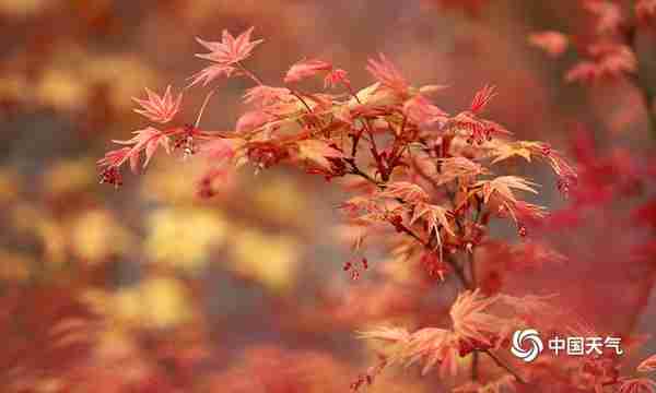 不能错过的视觉盛宴 重庆南湖多彩植物园枫叶红了