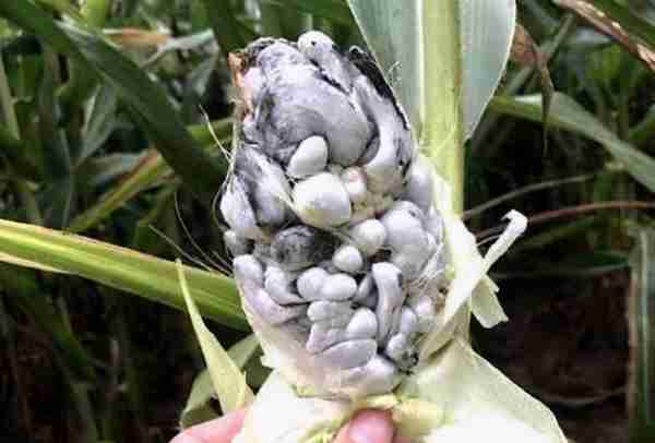 玉米长“黑包”是天然黑松露？农民一见就发愁，却被老外捧上天